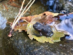 Anaxyrus boreas boreas