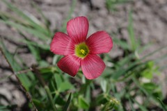 Oxalis stenorrhyncha