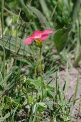 Oxalis stenorrhyncha