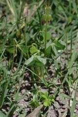 Oxalis stenorrhyncha