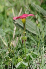 Oxalis stenorrhyncha