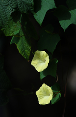 Camonea vitifolia