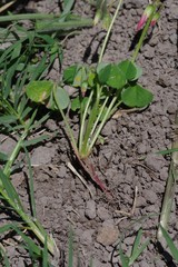 Oxalis stenorrhyncha