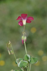 Oxalis stenorrhyncha