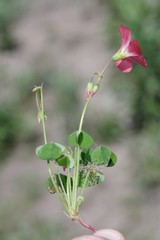 Oxalis stenorrhyncha