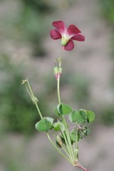 Oxalis stenorrhyncha