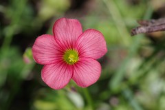 Oxalis stenorrhyncha