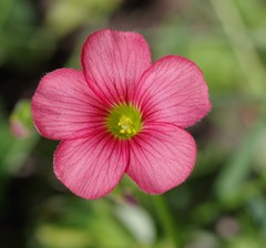 Oxalis stenorrhyncha