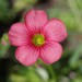 Oxalis stenorrhyncha - Photo (c) Craig Peter, some rights reserved (CC BY-NC), uploaded by Craig Peter