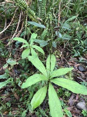 Habenaria pantlingiana