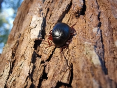 Amarygmus convexus