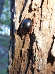 Amarygmus convexus