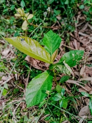 Ficus nota