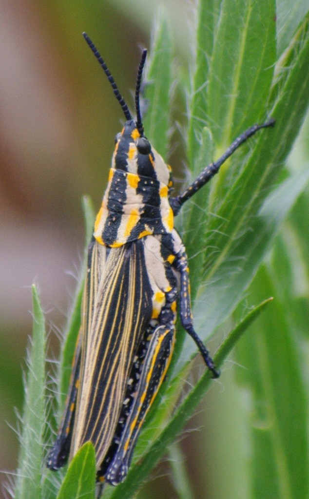 Ochrophlebia