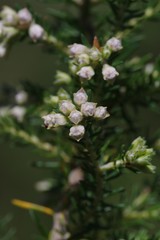 Erica brownleeae