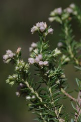 Erica brownleeae