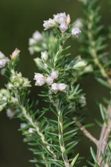 Erica brownleeae