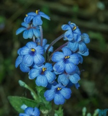 Eranthemum