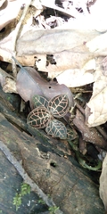 Anoectochilus regalis