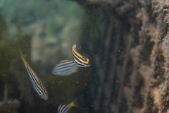Petroscirtes fallax