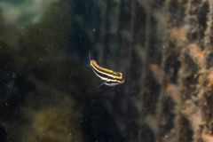 Petroscirtes fallax