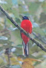 Harpactes duvaucelii