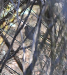 Drymodes brunneopygia