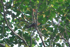 Zanclostomus javanicus