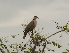 Streptopelia decipiens