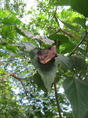 Hypopyra capensis