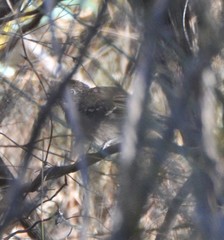 Drymodes brunneopygia