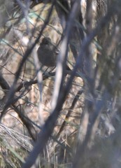 Drymodes brunneopygia