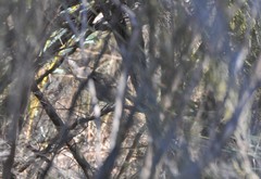 Drymodes brunneopygia