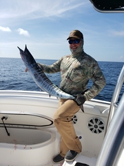 Acanthocybium solandri