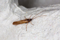 Limnephilus auricula