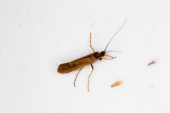 Limnephilus auricula