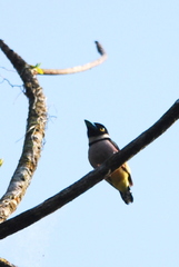 Eurylaimus ochromalus