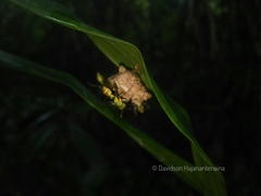 Ropalidia flavoviridis
