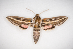 Hyles livornicoides
