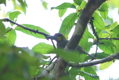 Psilopogon rafflesii