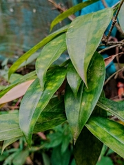 Dracaena surculosa
