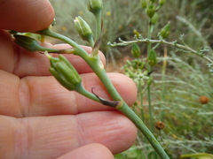 Ornithogalum neopatersonia