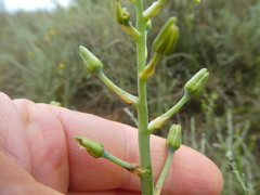 Ornithogalum neopatersonia