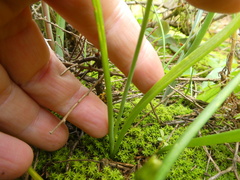 Ornithogalum neopatersonia
