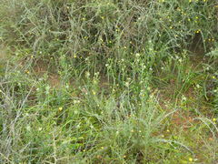 Ornithogalum neopatersonia