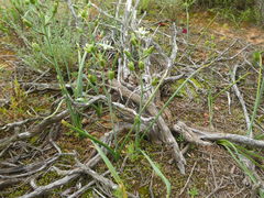 Ornithogalum neopatersonia