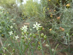 Ornithogalum neopatersonia