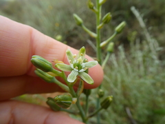 Ornithogalum neopatersonia