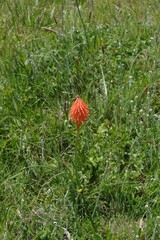 Kniphofia triangularis