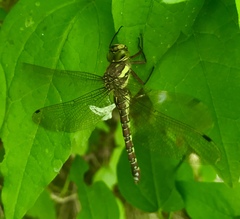 Caliaeschna microstigma